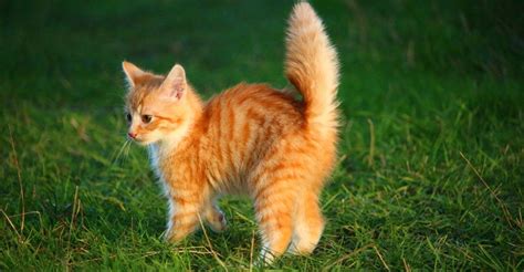 Why Do Cats Puff Their Tails